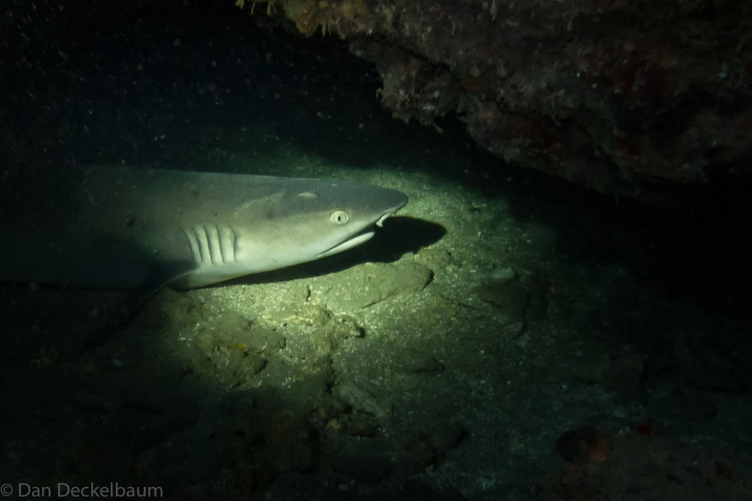 Maui sharks 2017-140.jpg