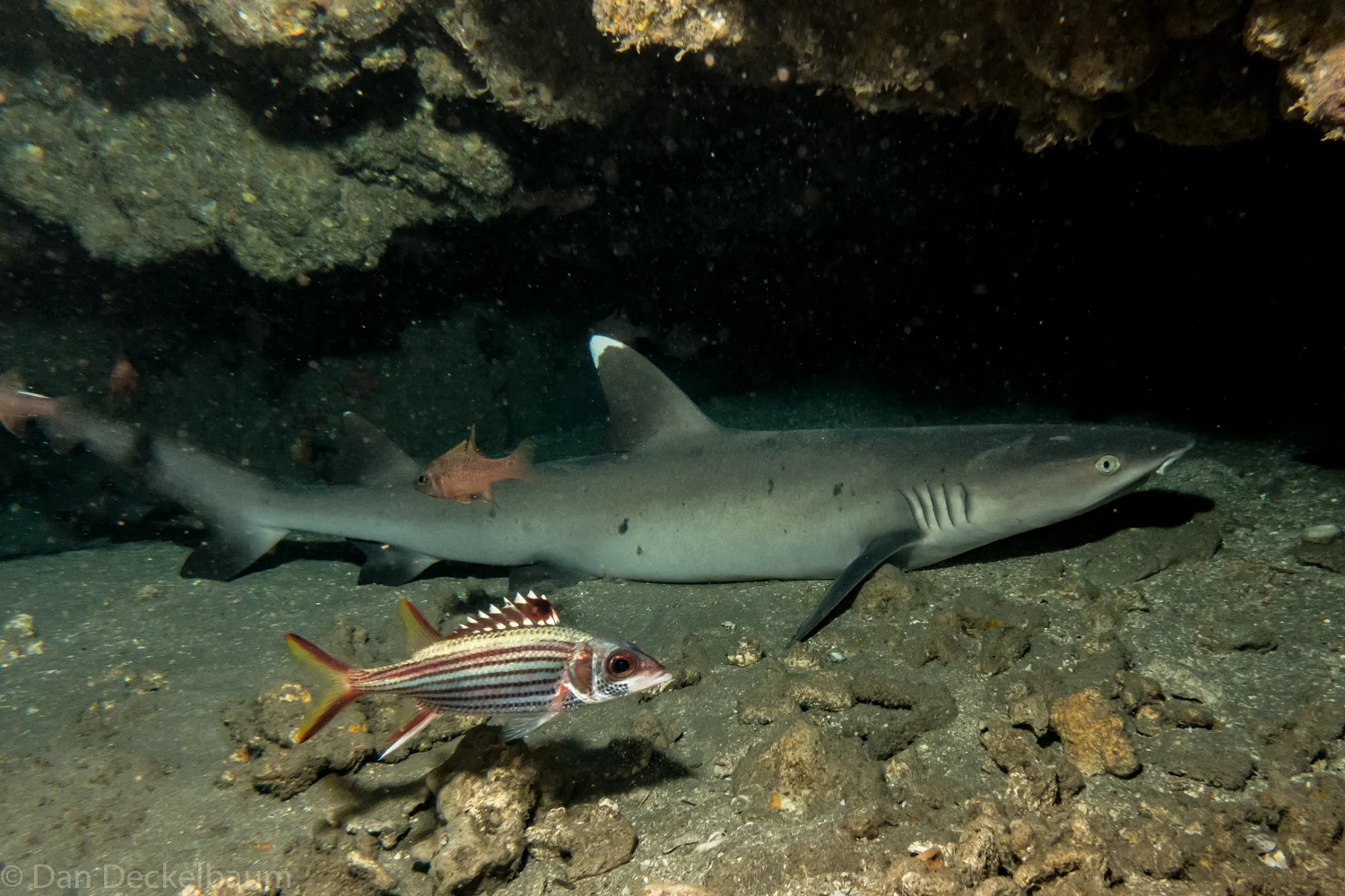 Maui sharks 2017-141.jpg