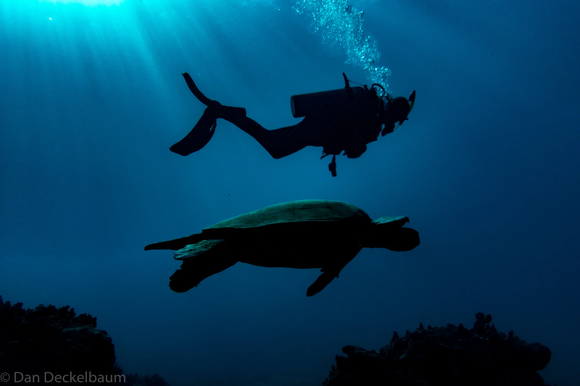 Maui diving Dec 2017-141.jpg