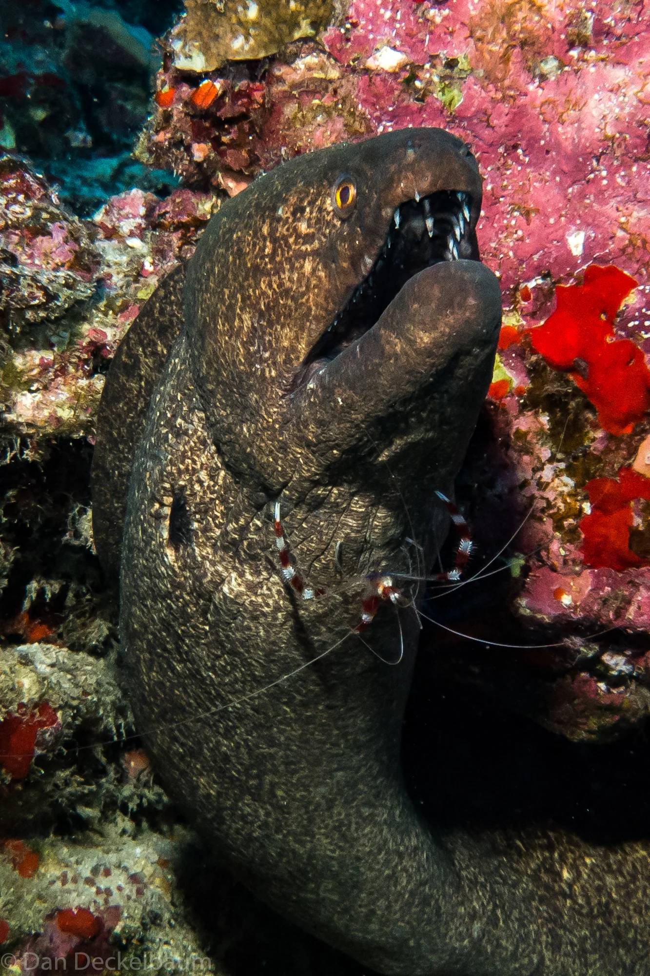 Maui diving Dec 2017-140.jpg