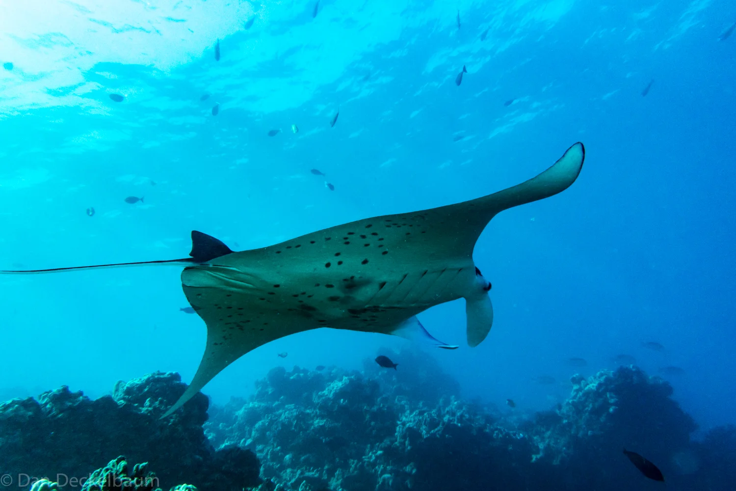 Maui manta 2017-140.jpg