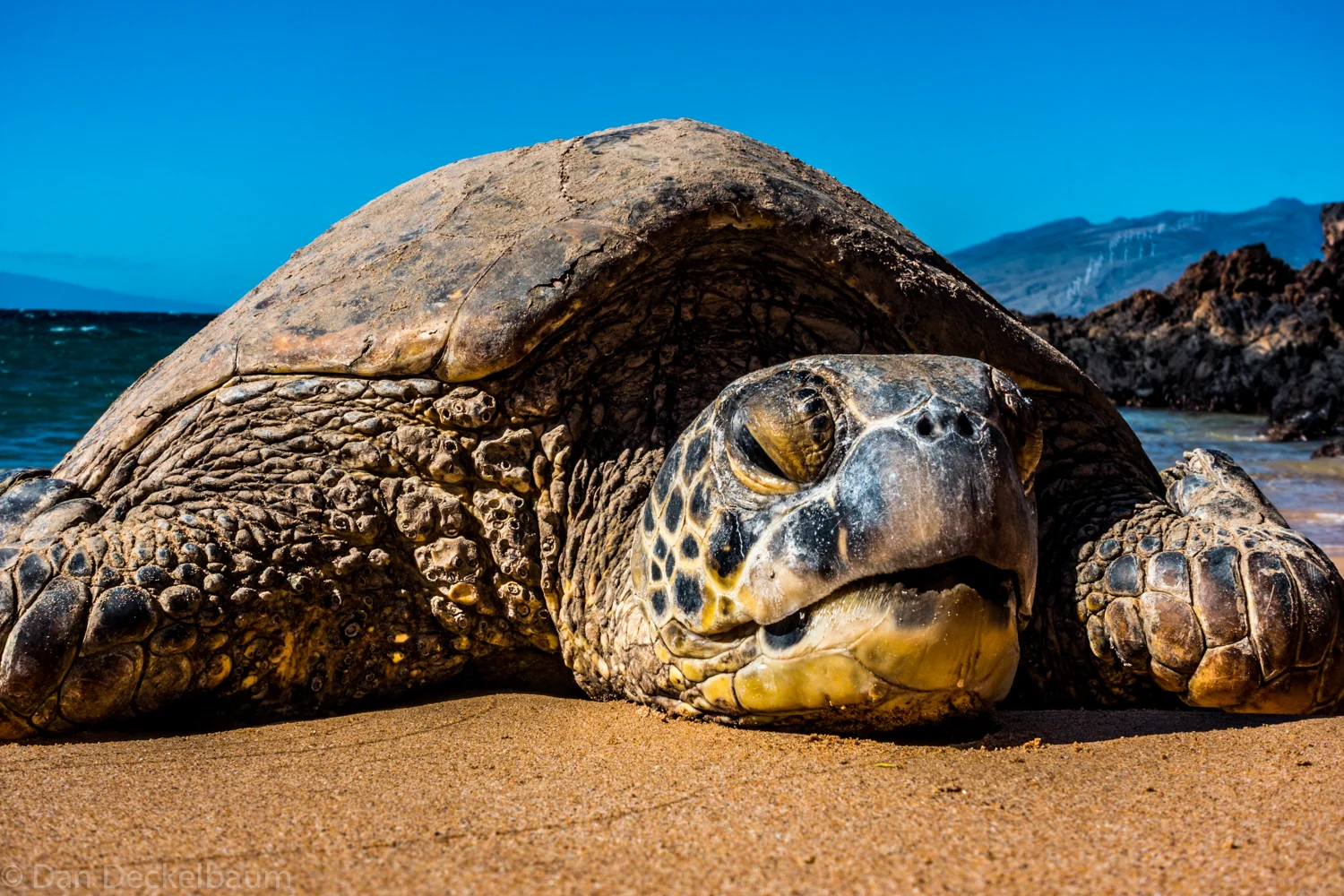 Maui turtle 2017-140-3.jpg