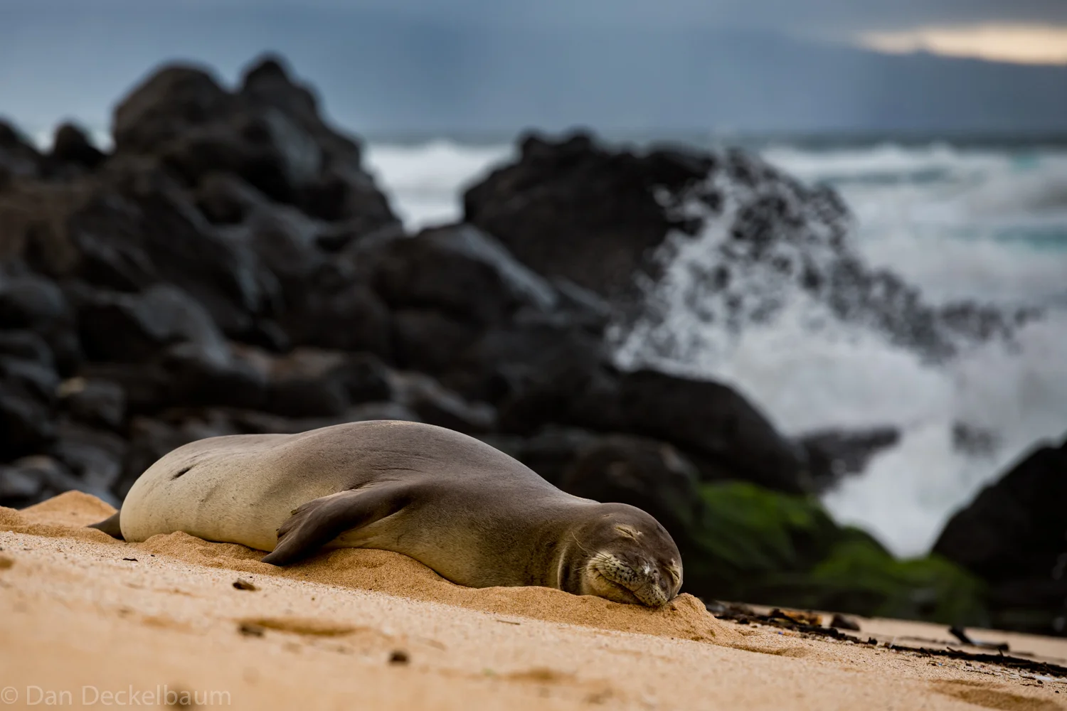 Maui monk 2017-141.jpg