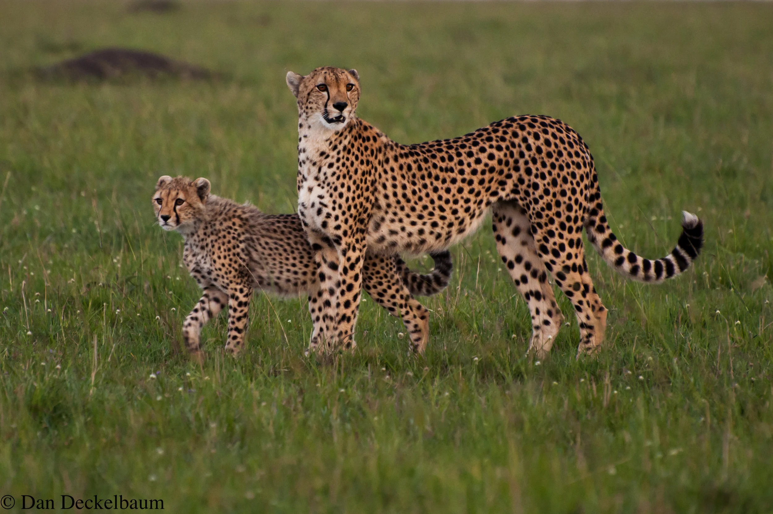 Kenya2009wildlife-33.jpg