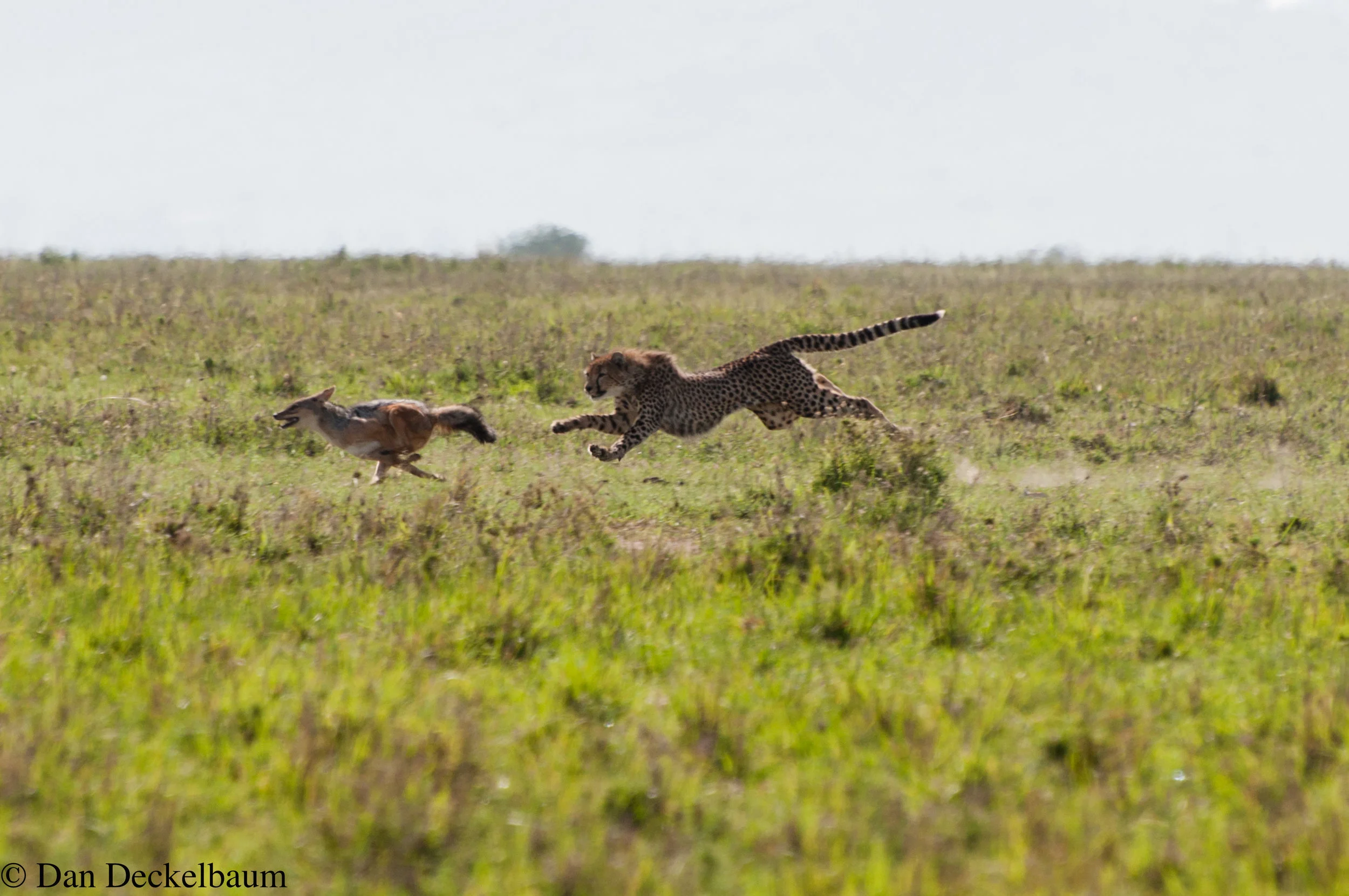 Kenya2009wildlife-35.jpg