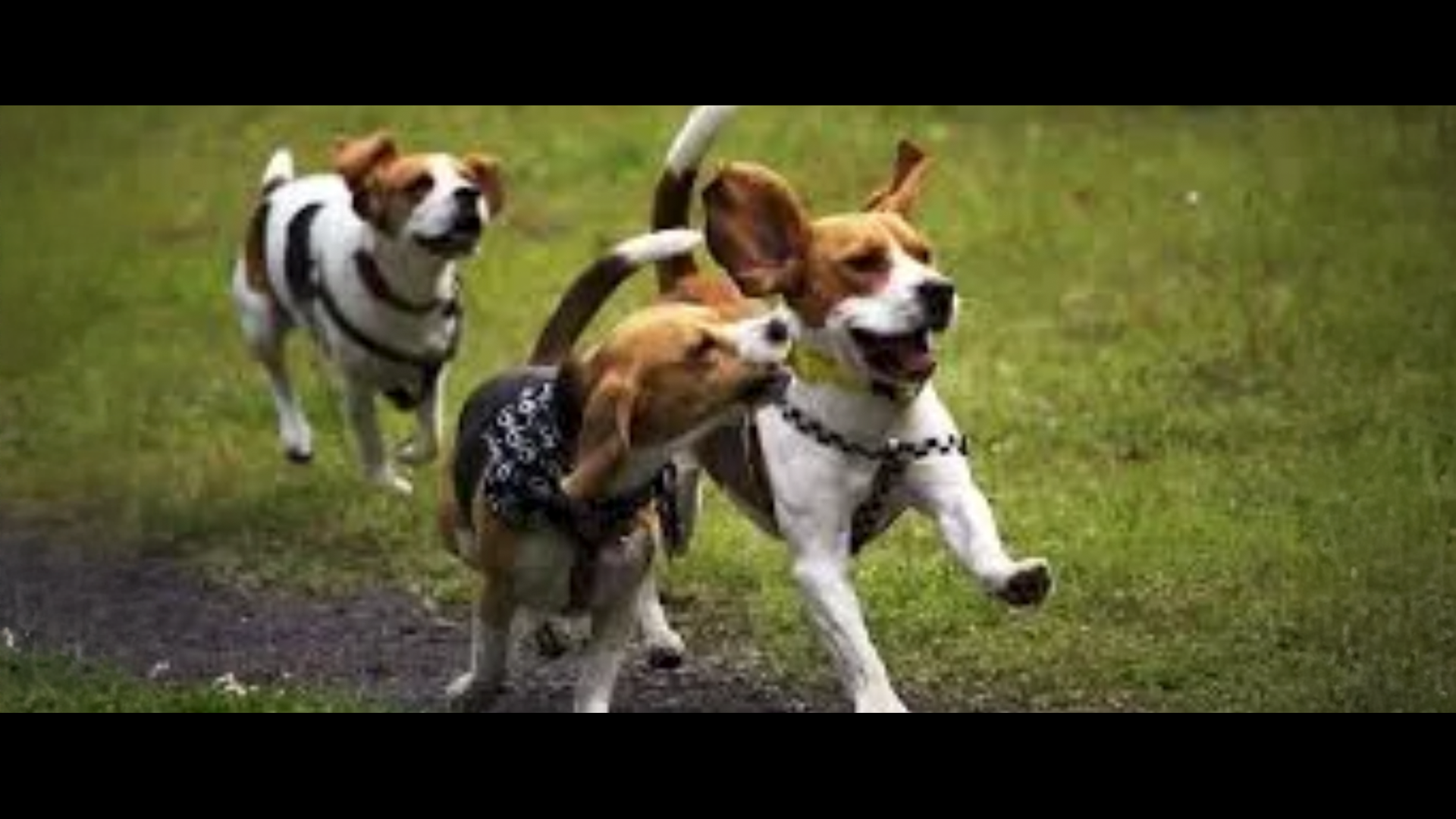Dogs.png
