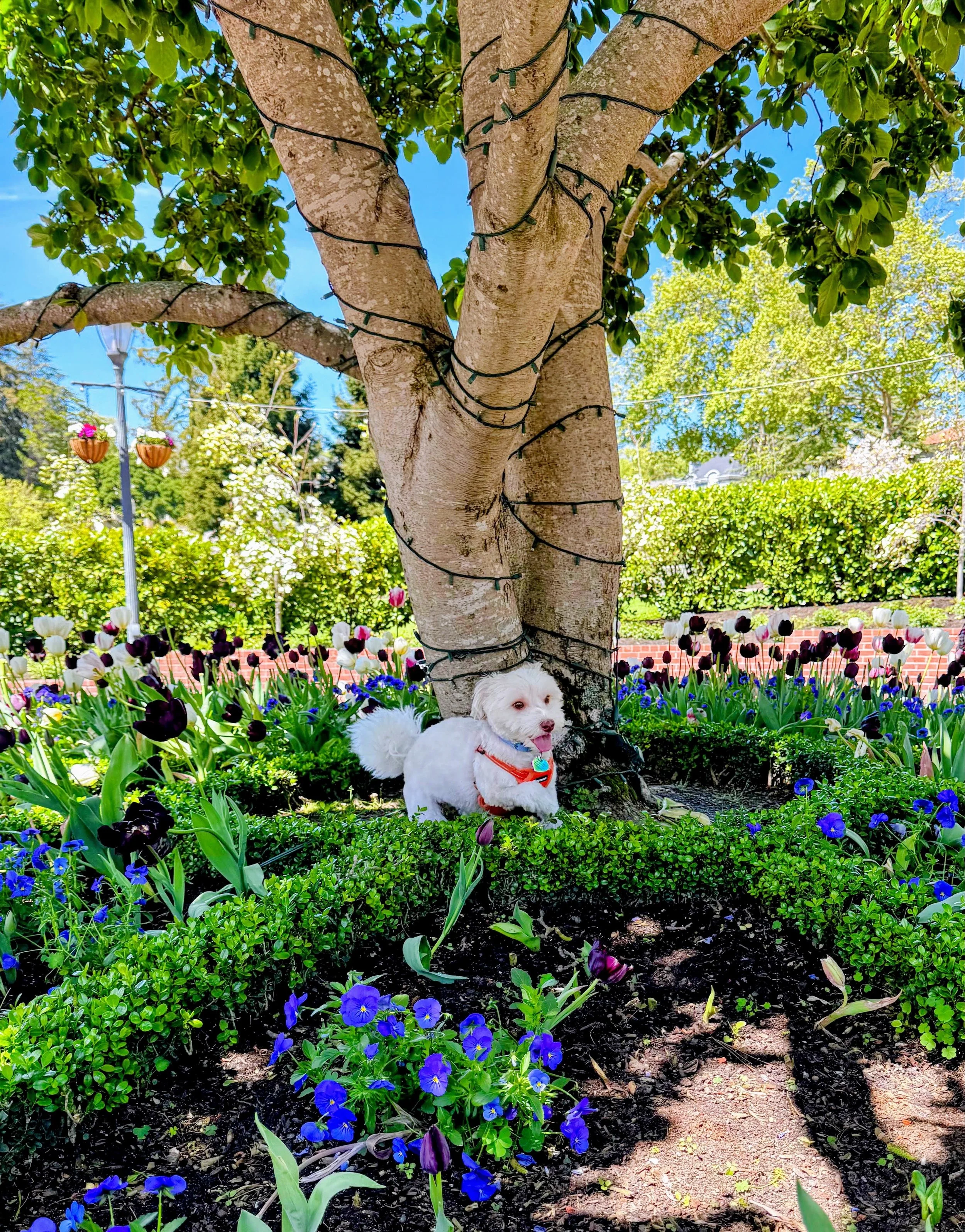 My Highly Sensitive Dog: What She Teaches Me About Emotion, Safety, and Love