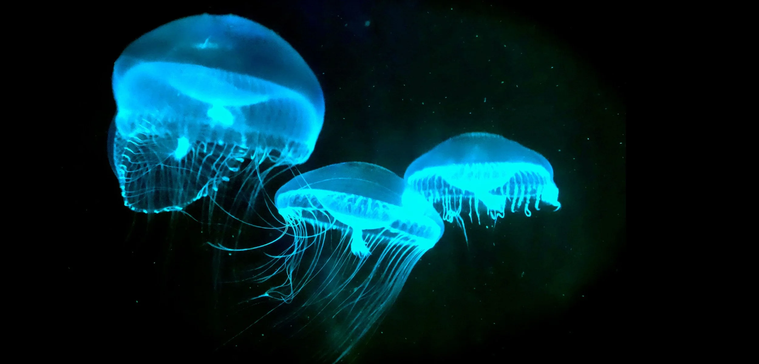 Jellies.jpg
