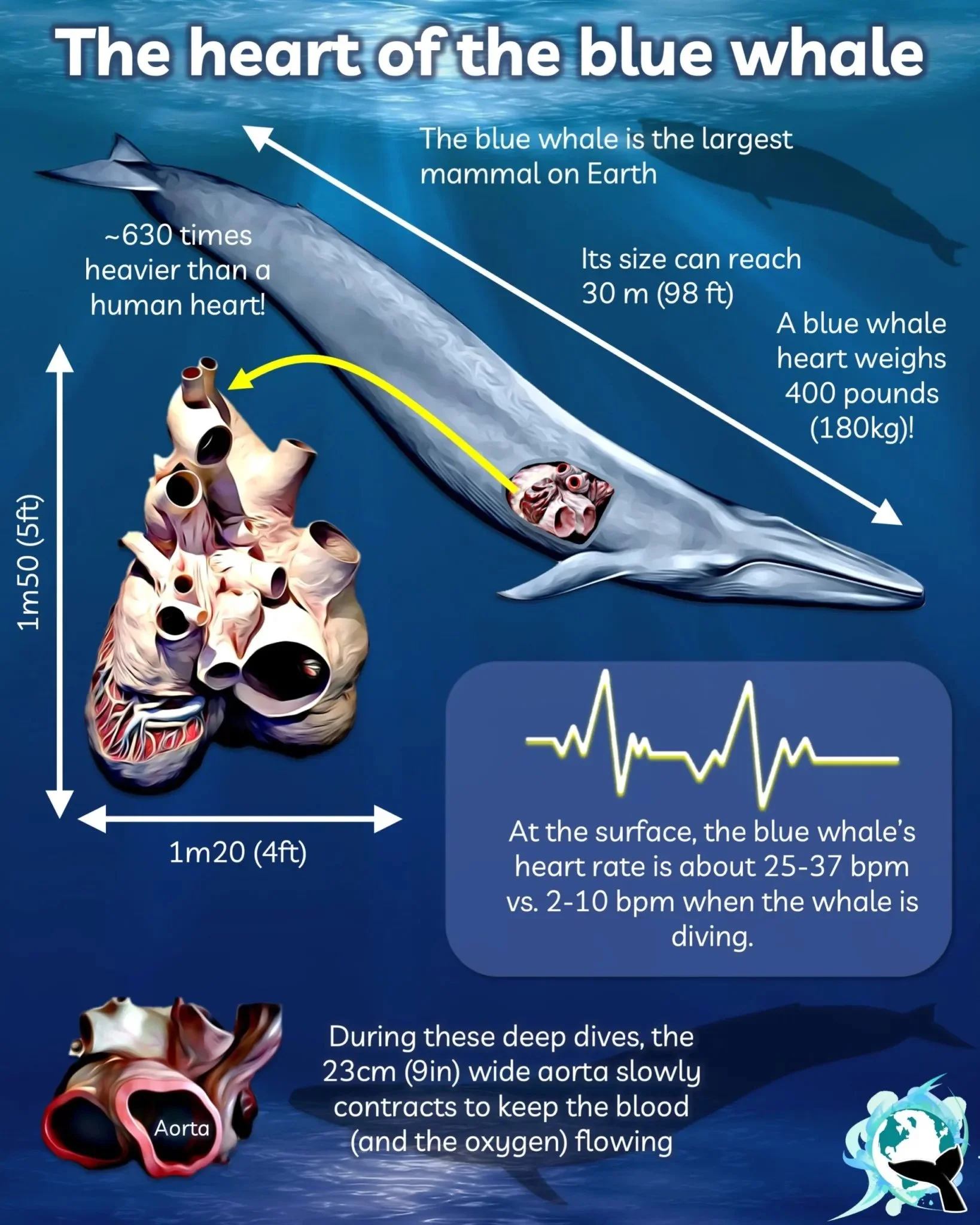 _blue-whale-heart-scaled.jpg