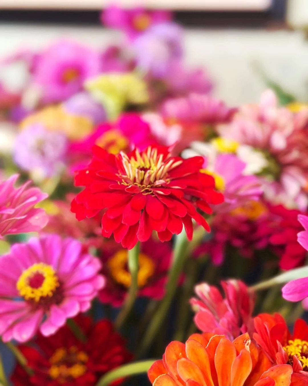 Pretty little pop up is in full swing! Come see us until 6 p.m. 

Build your own bouquet with Weston Red Barn Farm wildflowers, shop handmade pottery with Karen Lindt Merkel, score a new-to-you book with our Blind Date display.