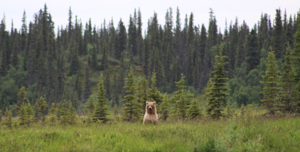 Huge male grizzly bear checking us out before returning to his fishing. 