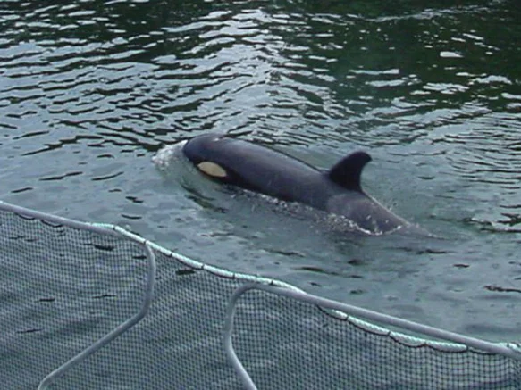 springer-release.jpg