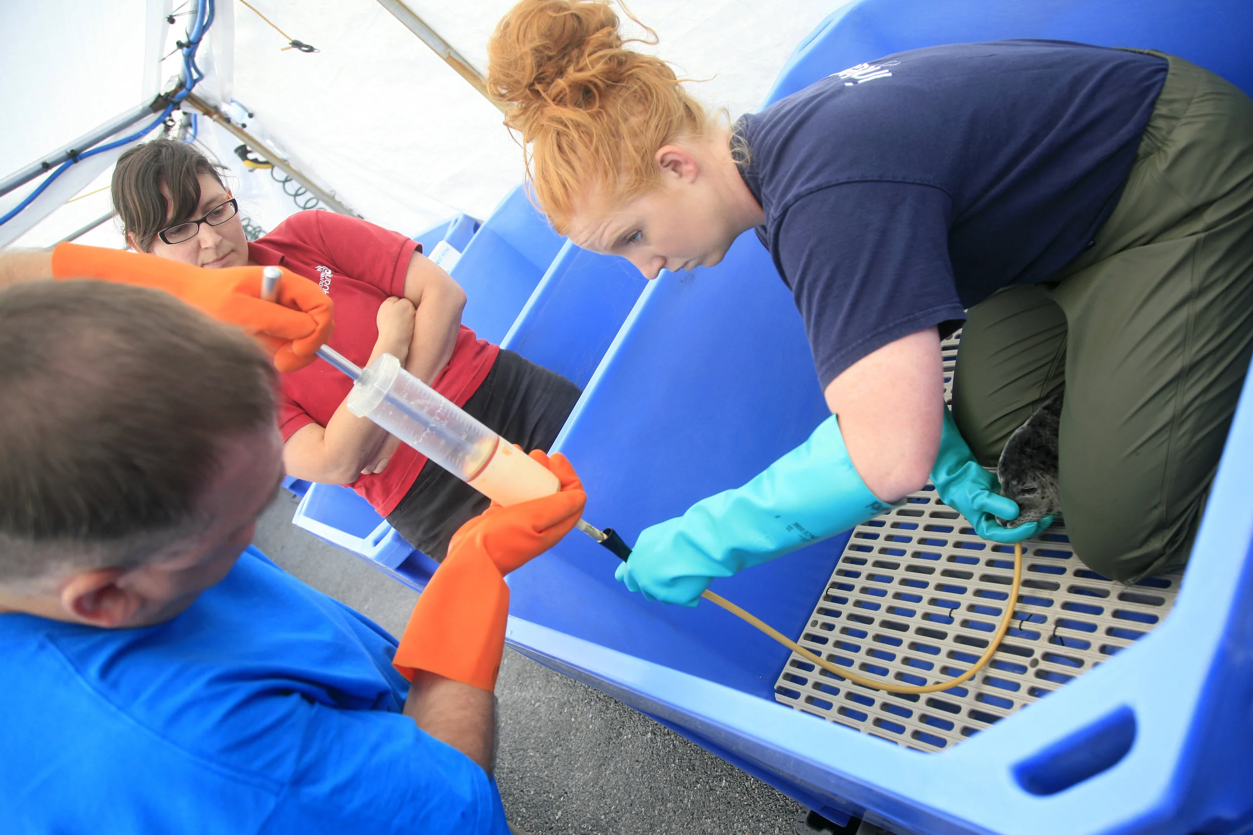 MMR Harbour Seal Feeding.jpg