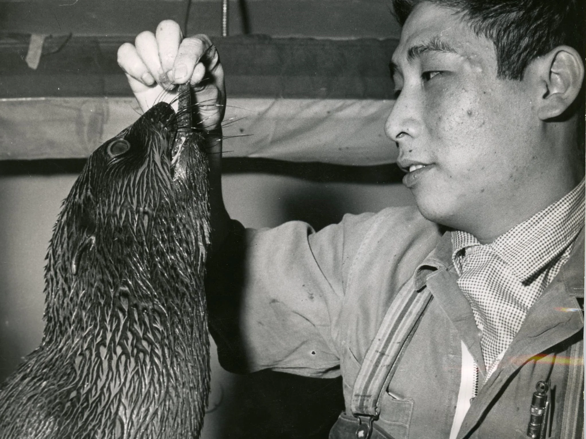 02.02.029.002_Aquarist Billy wong feeding Nippy_Aug 8, 1964_Dave Patterson.jpg
