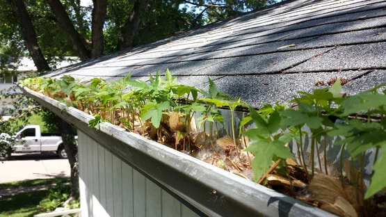 Gutter Cleaning.jpg