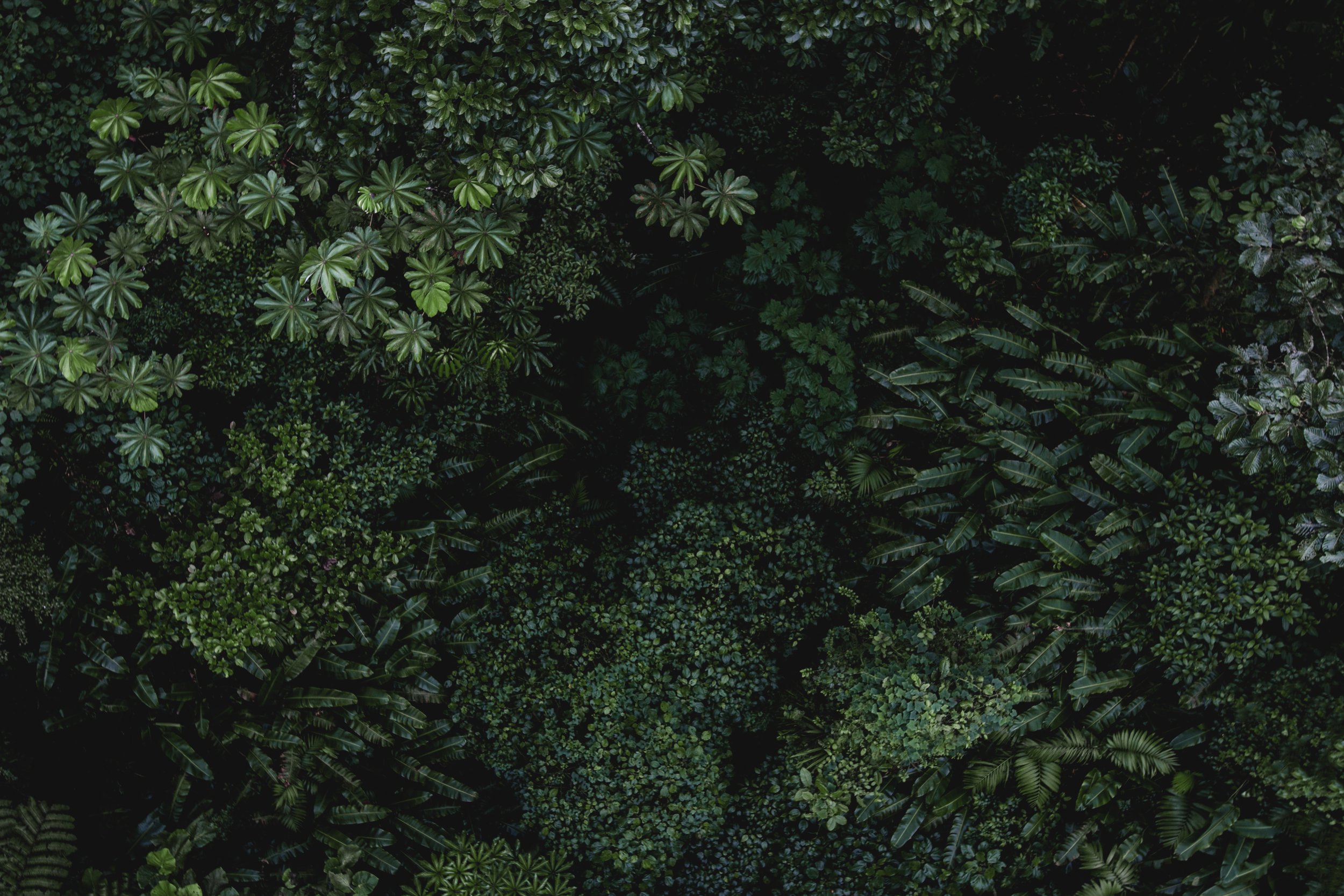 isabella-juskova-258910-unsplash.jpg