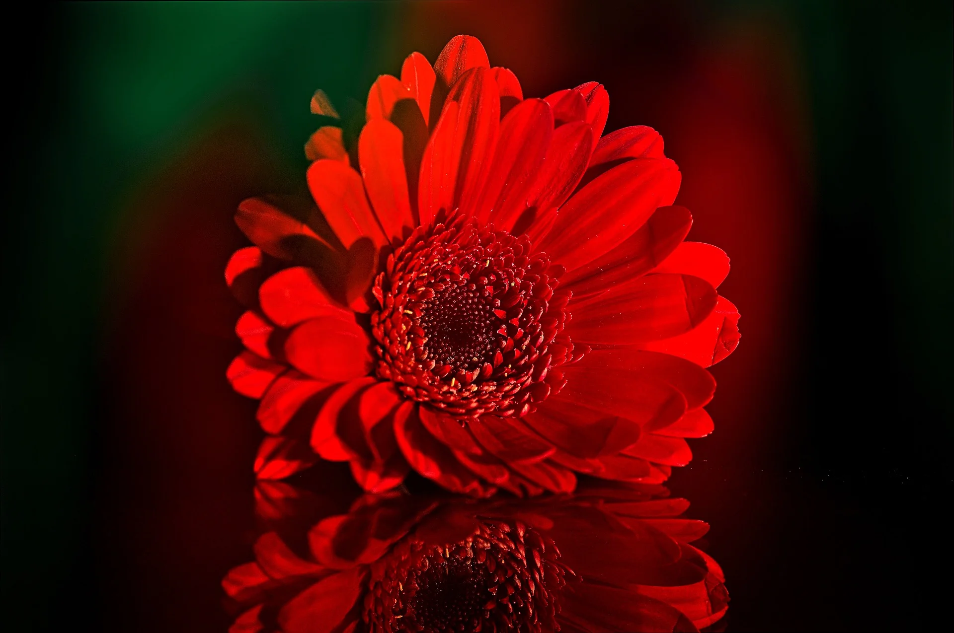 gerbera-701183_1920.jpg