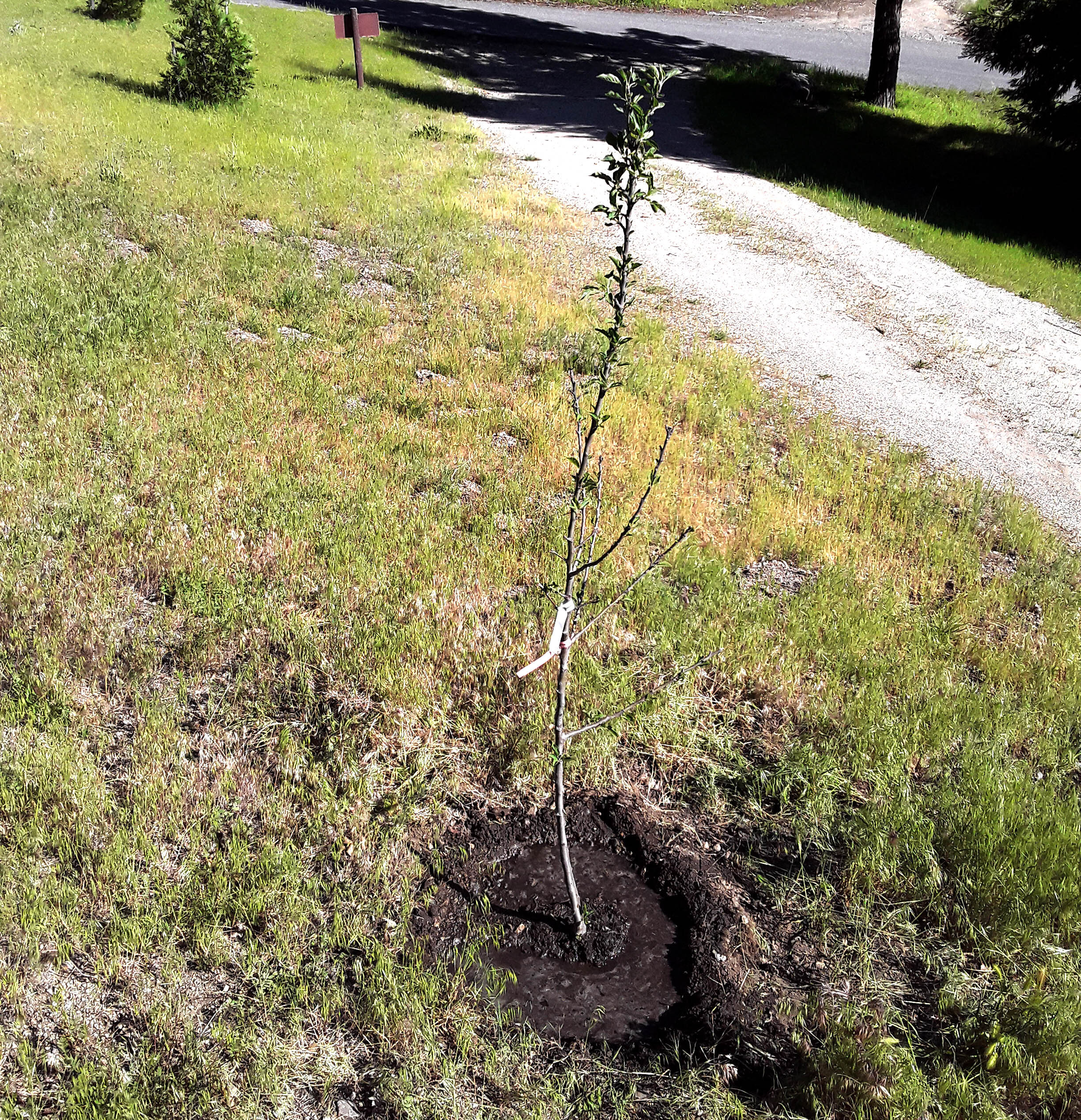 PPC Newly planted Apple Tree.jpg