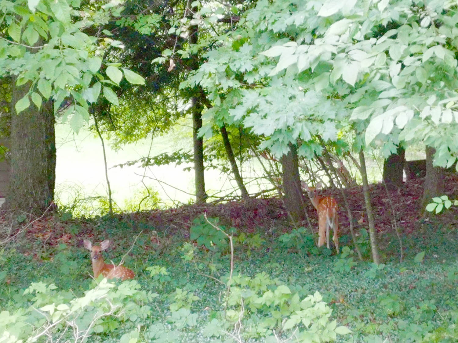 Spring Fawns