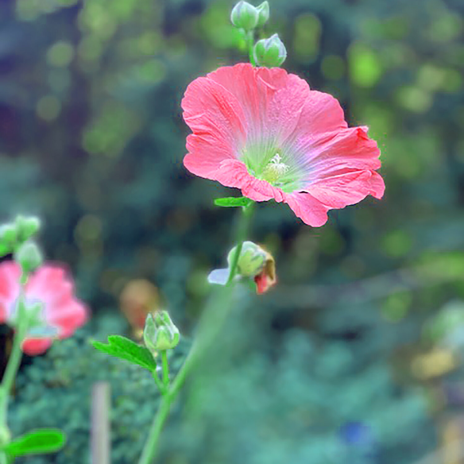 MT flower 8.jpeg