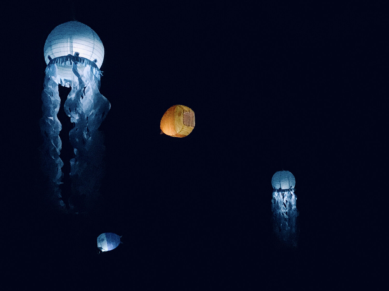 CRC illumination jellyfish.jpeg