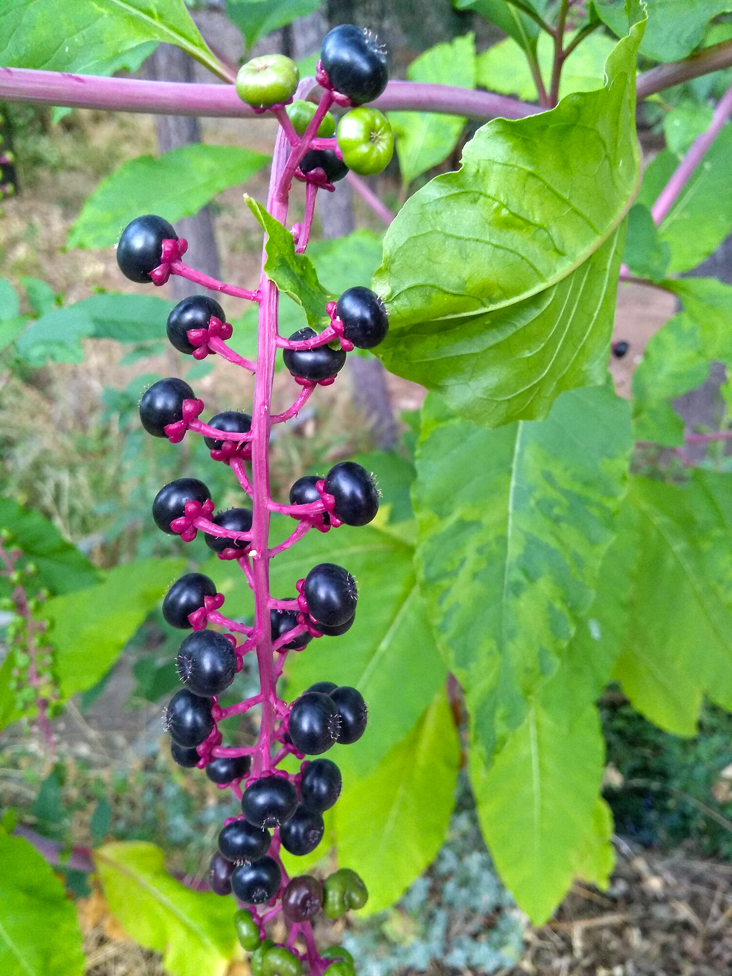 It's Harvest Time at Applegate Jesuit Retreat Center | UCCR United ...