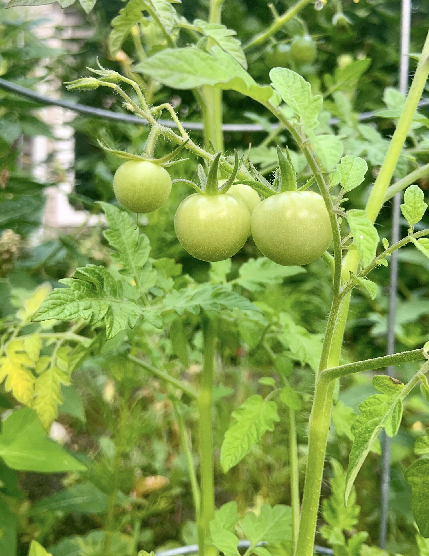 CRC tomato.jpg