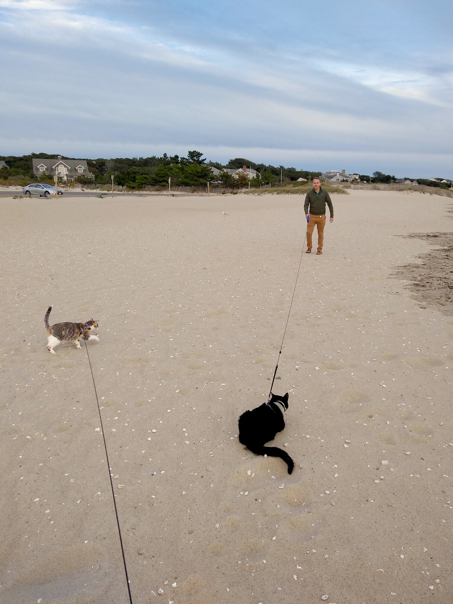 CRC walking cats.jpg