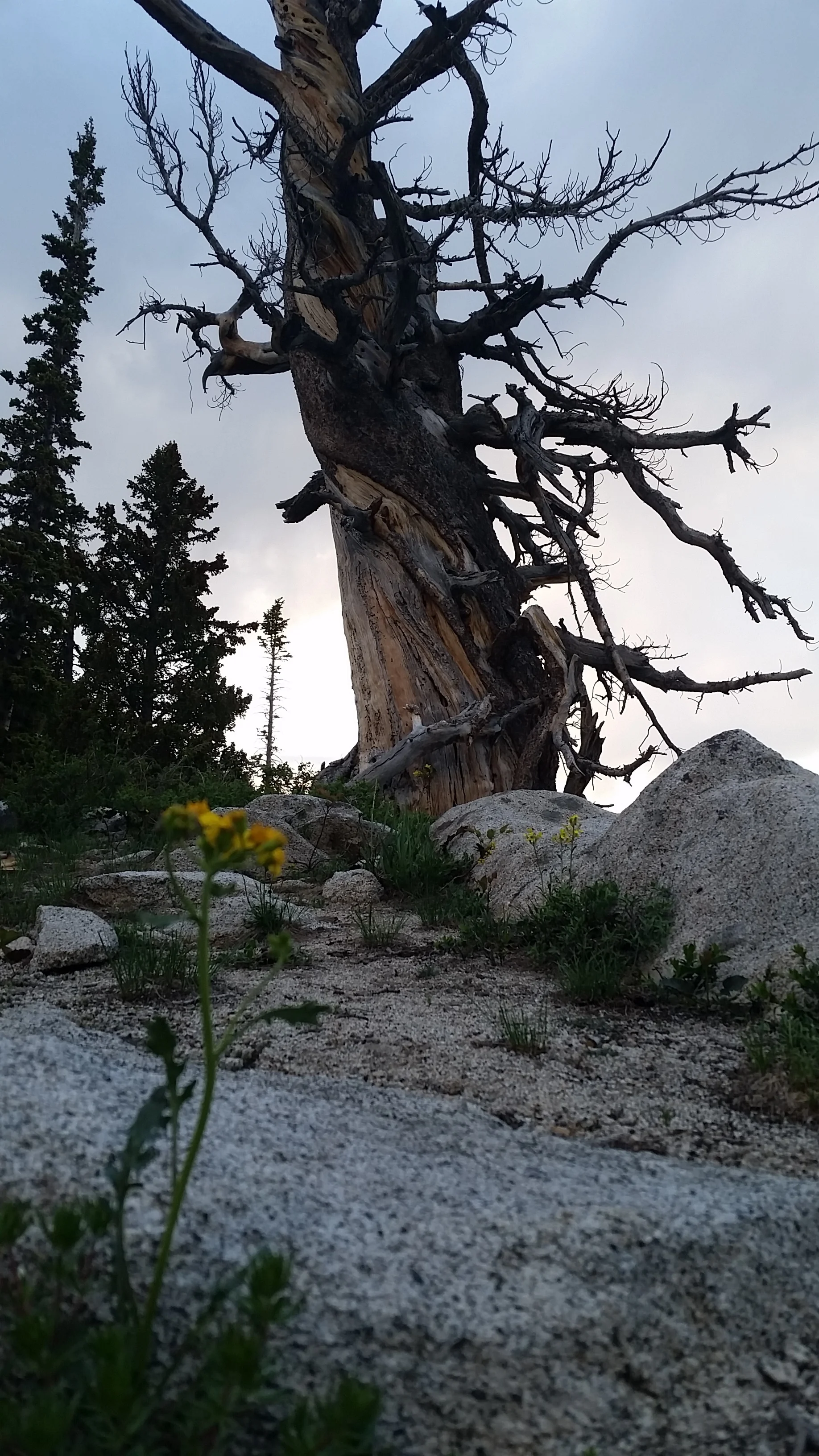 The Bristlecone Pine ( pinus longaeva ) can live as long as 4,000 years. This one stands atop Clayton Peak, UT.