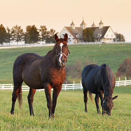 Robinson Strategic Advisors - Horse Farms.jpg