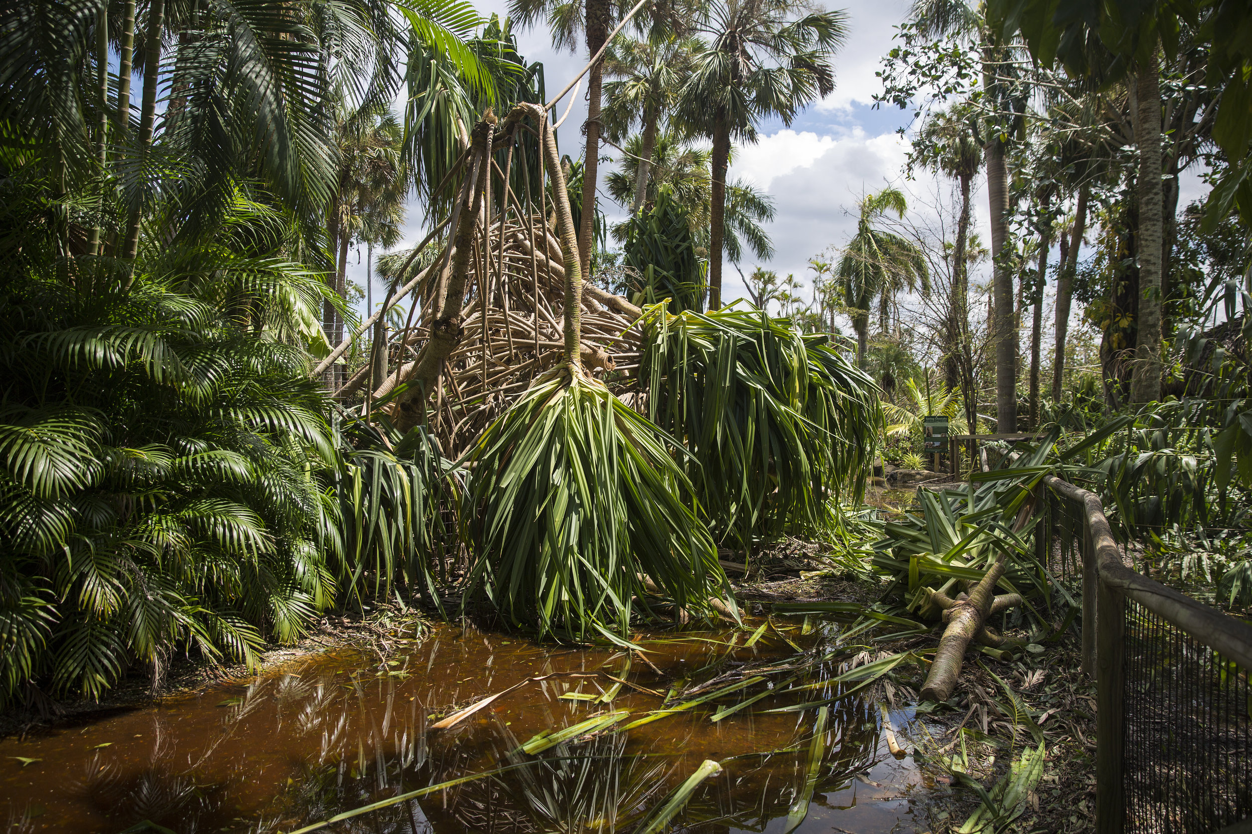  Staff are working to restore the Naples Zoo, which was significantly damaged by Hurricane Irma. High winds and flooding left debris and destruction throughout the park, as seen on Wednesday, September 13, 2017. 
