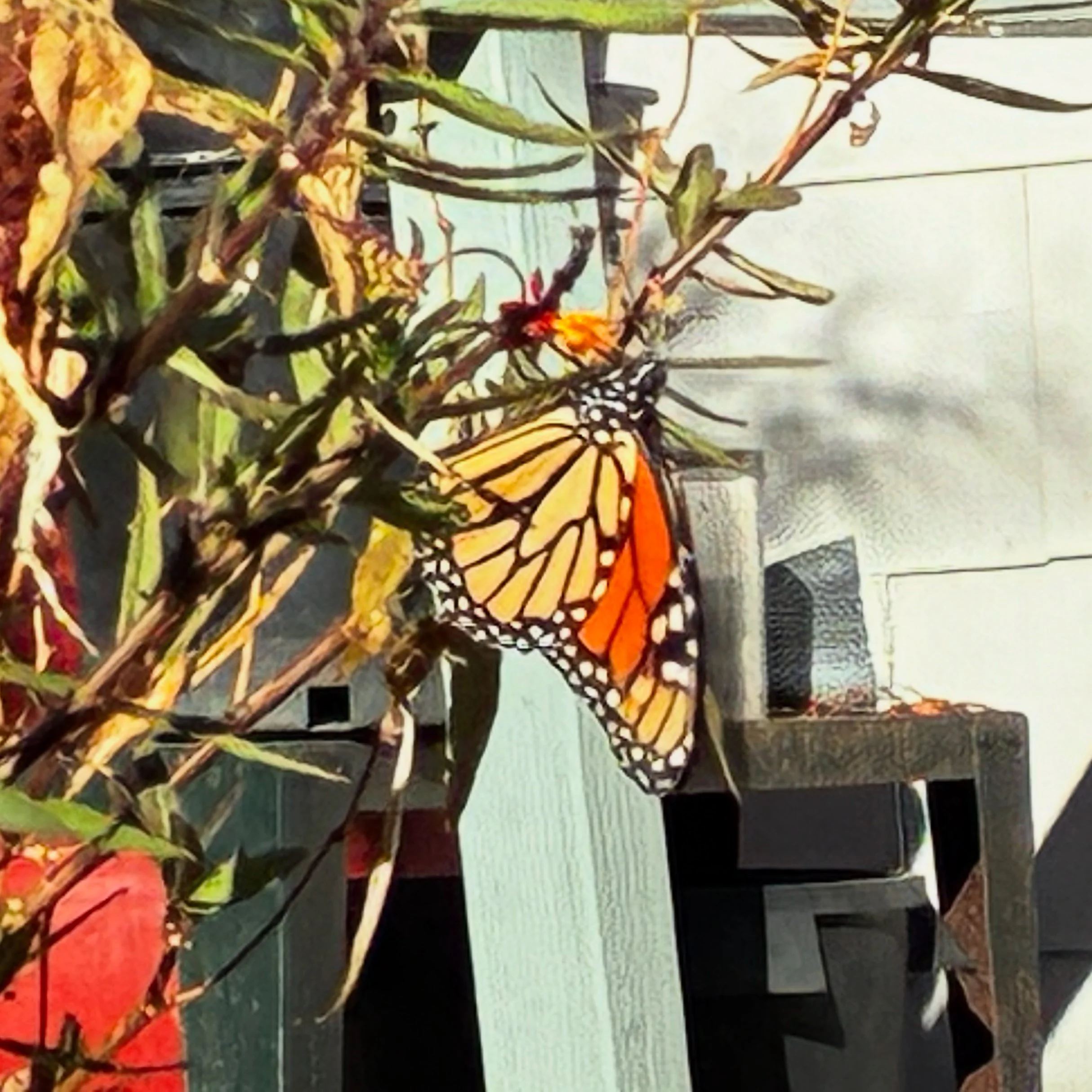 KYYQ8252.JPG