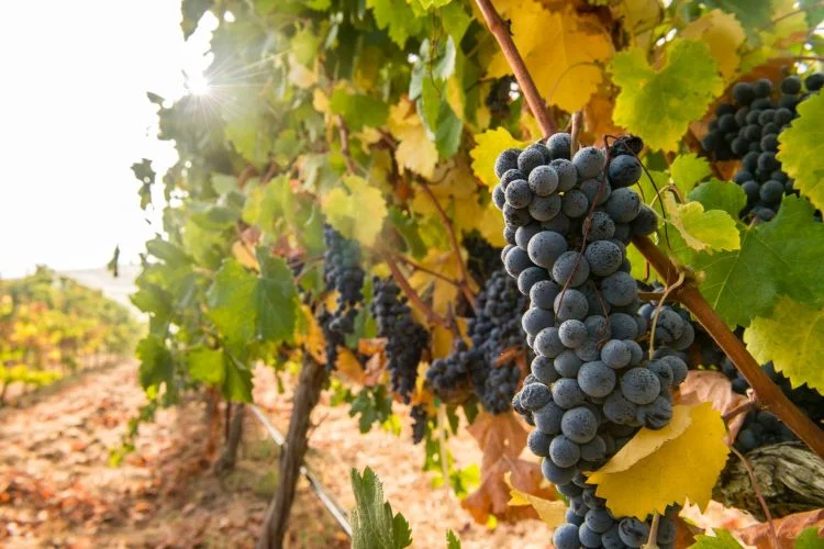 Retailers Fallbrook Winery — Fallbrook Winery