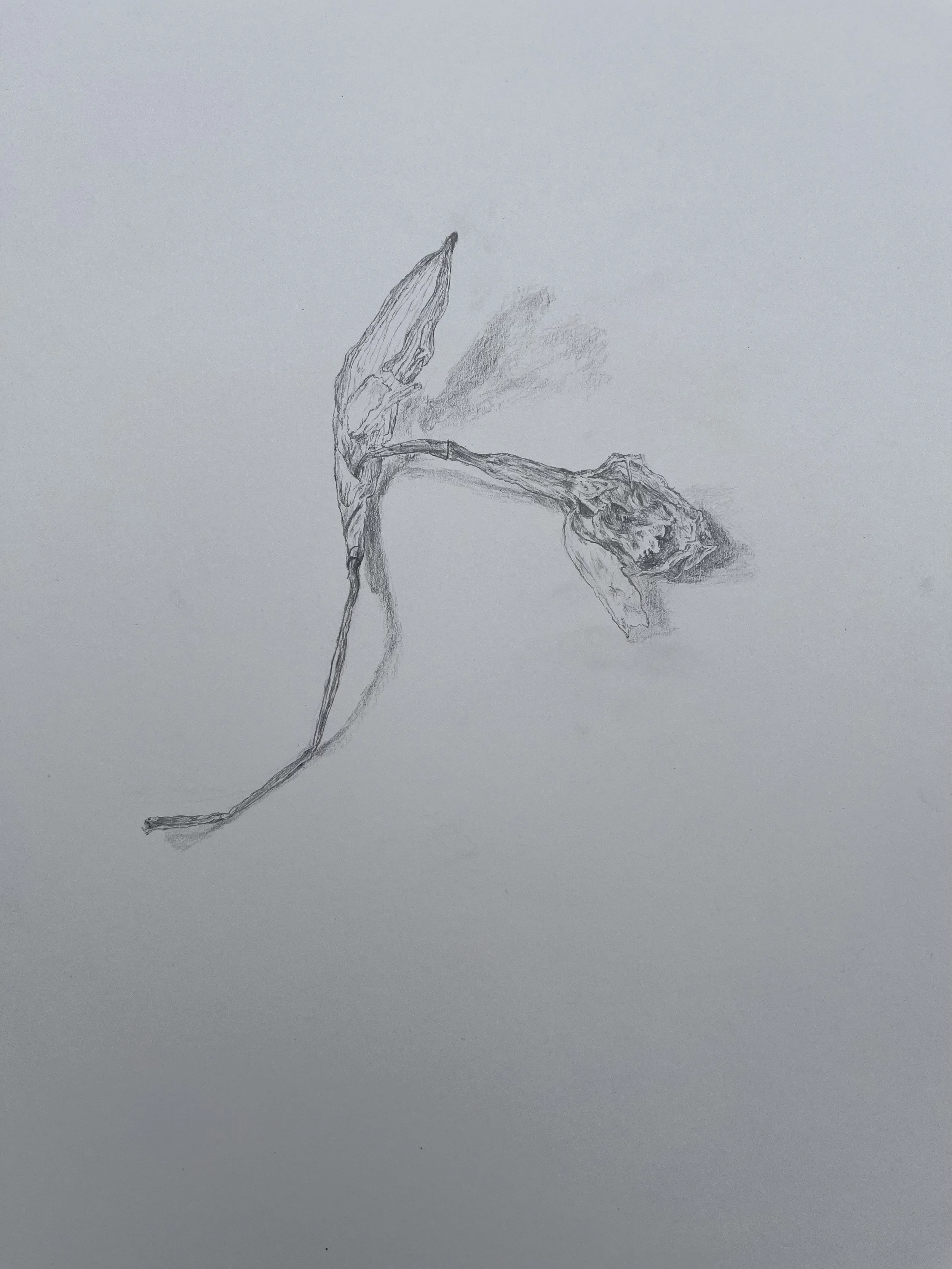 Drawing8_Daffodil_21x29.7cm.jpeg