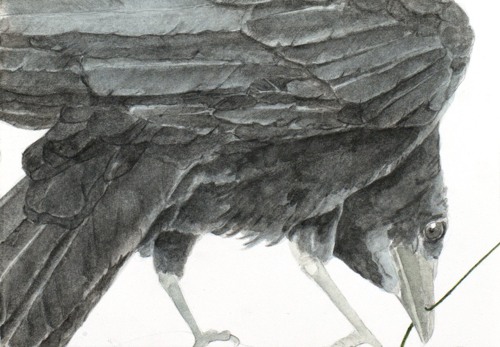 CrowI_150_wh.jpg