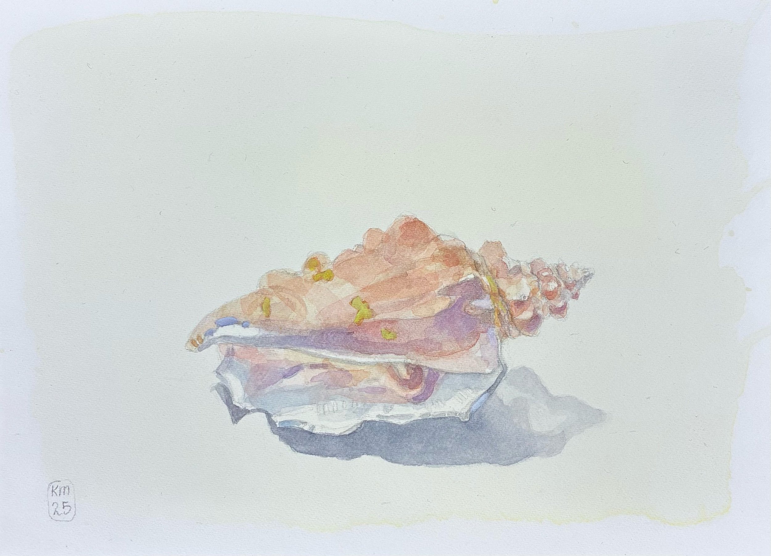 Seashell Study I