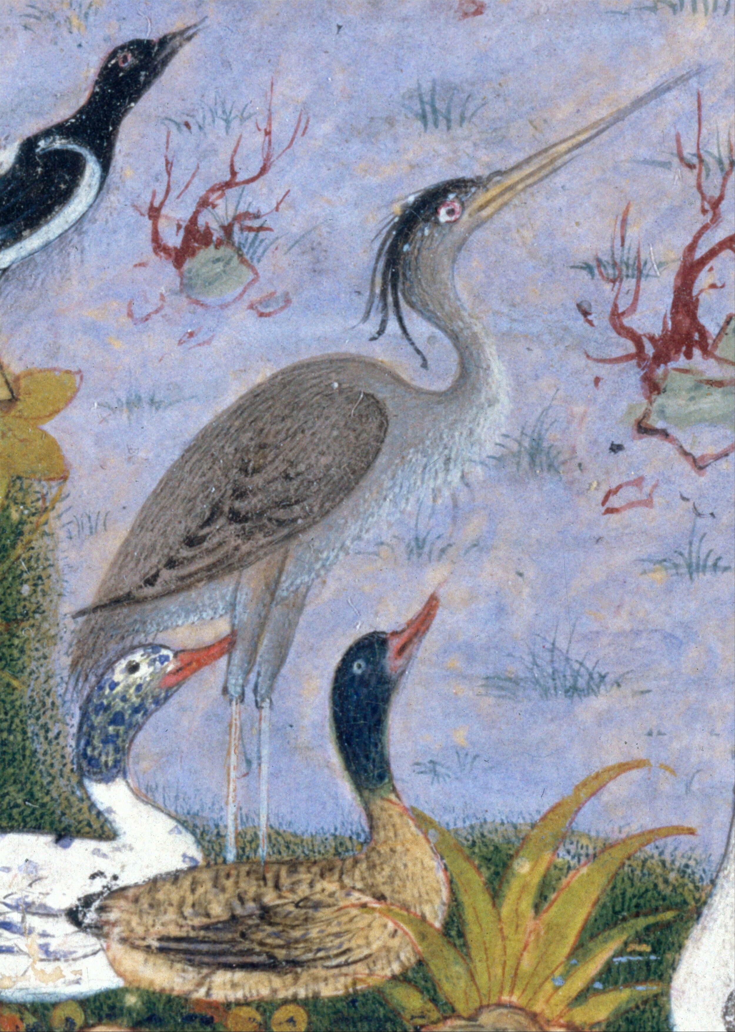 _The_Concourse_of_the_Birds_,_Folio_11r_from_a_Mantiq_al-tair_(Language_of_the_Birds)_MET_DT227736.jpg