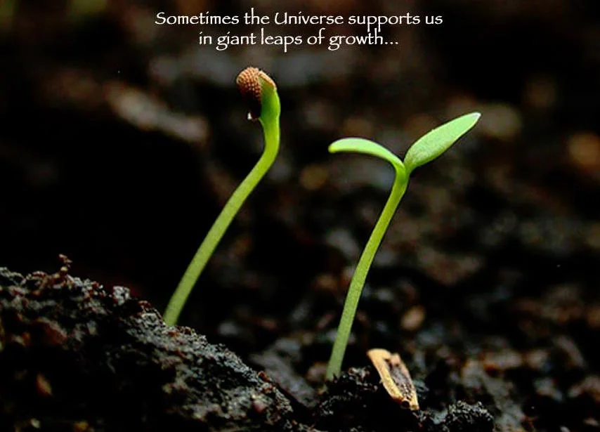 Ano Ano the Seed of Hope.jpg