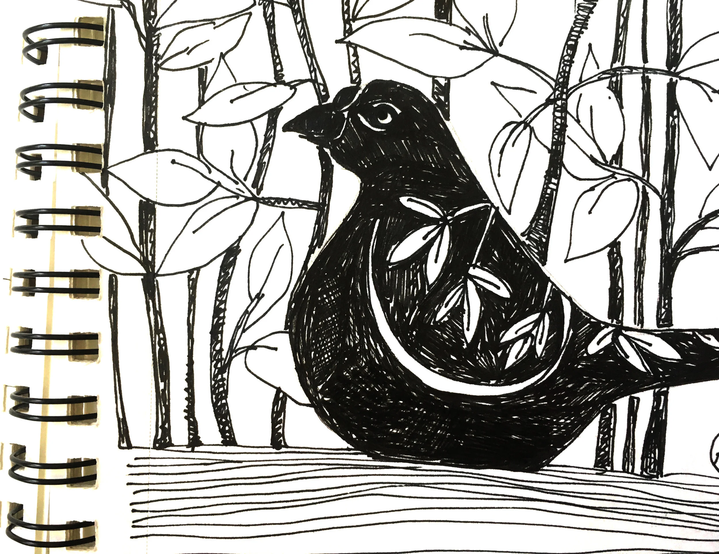 bird.jpg