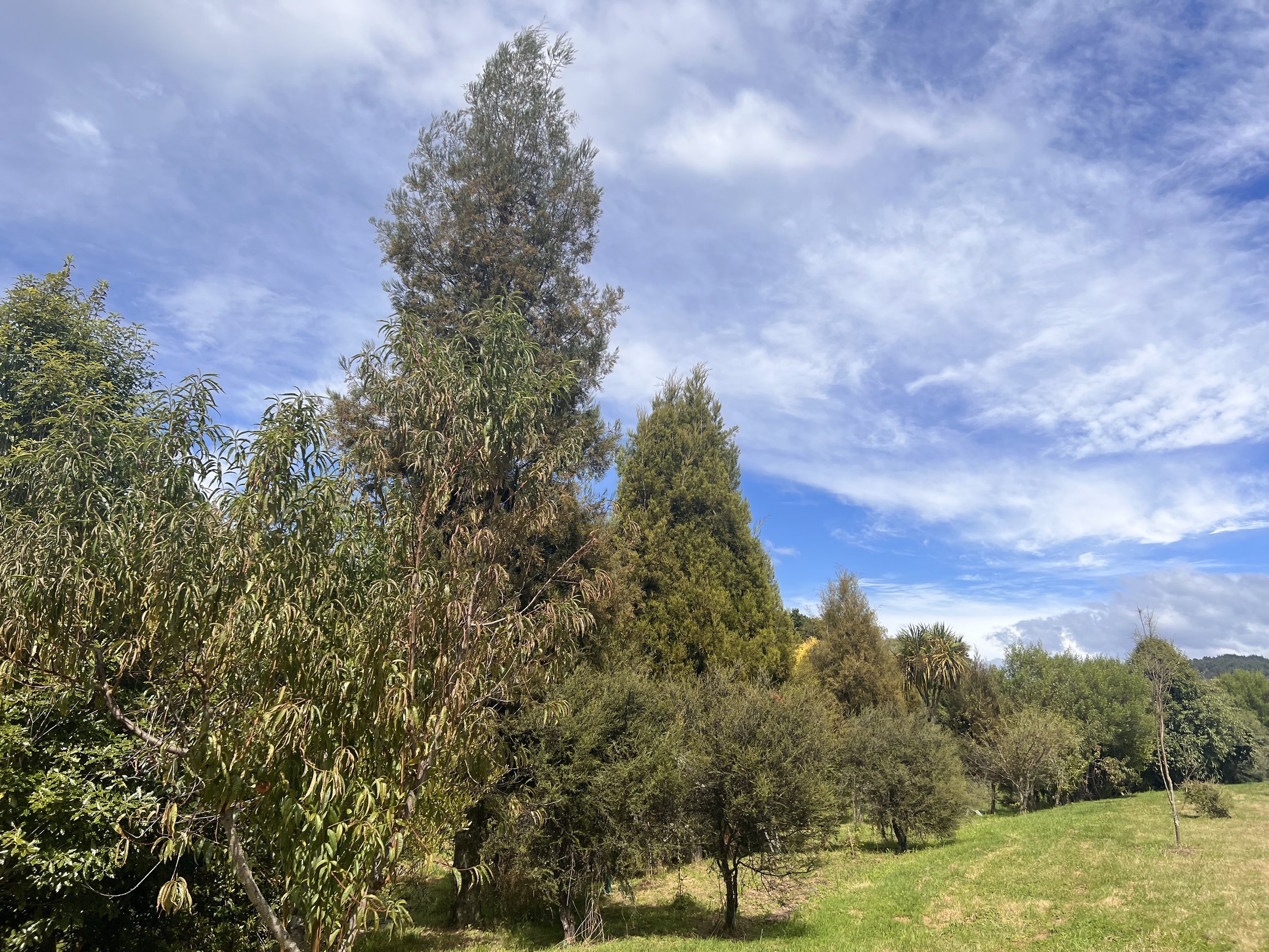 Kahikatea trees