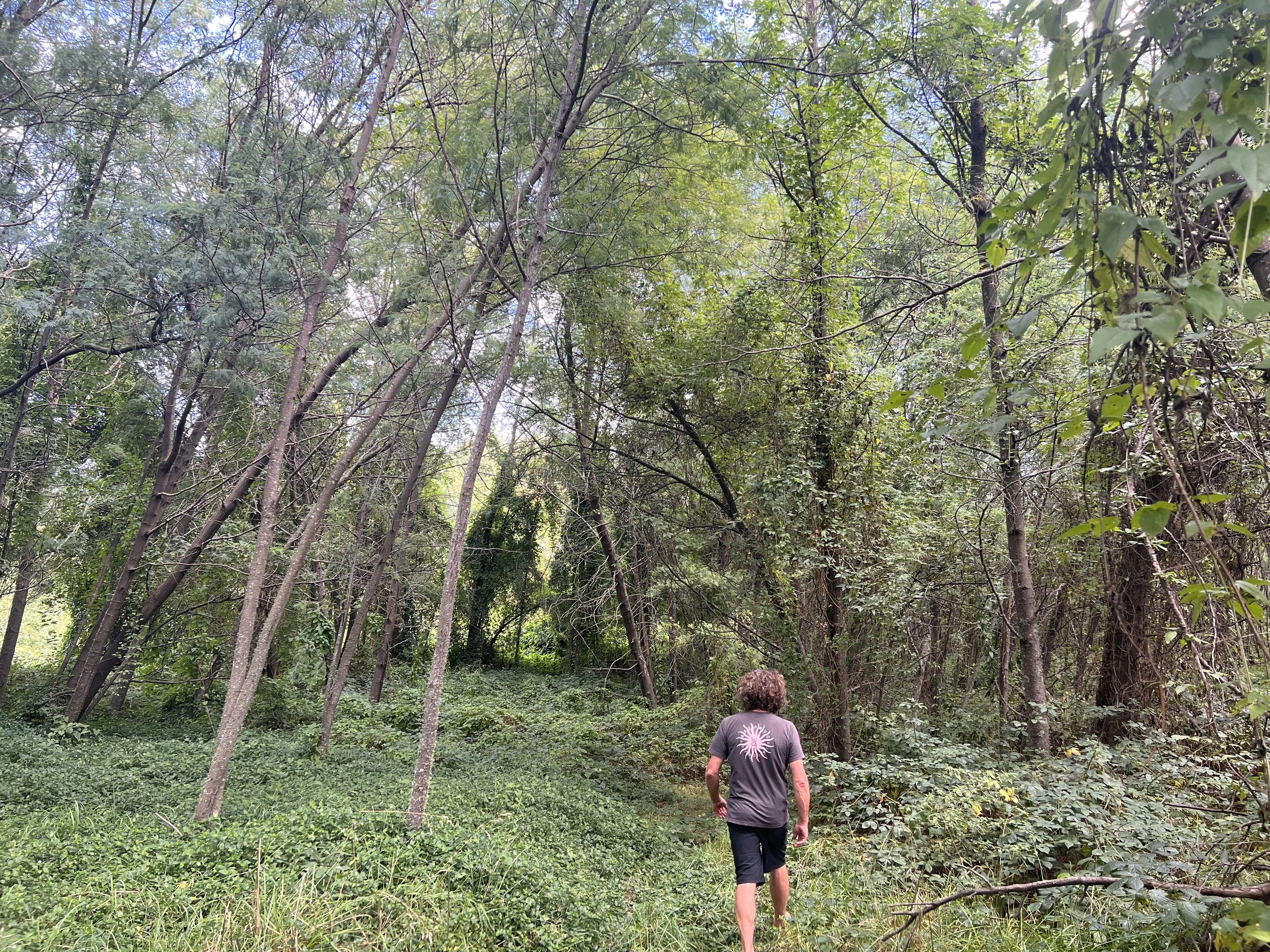 Nick in the reforestation zone