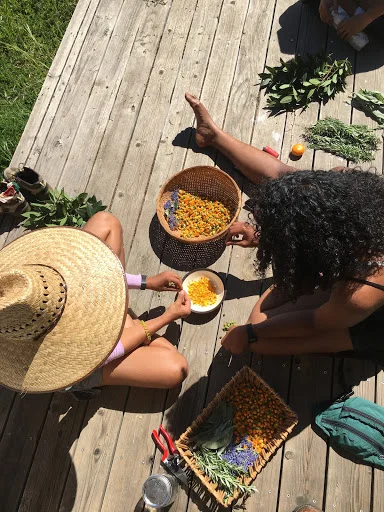 Processing calendula for medicine making. Photo courtesy of Dorian Payan