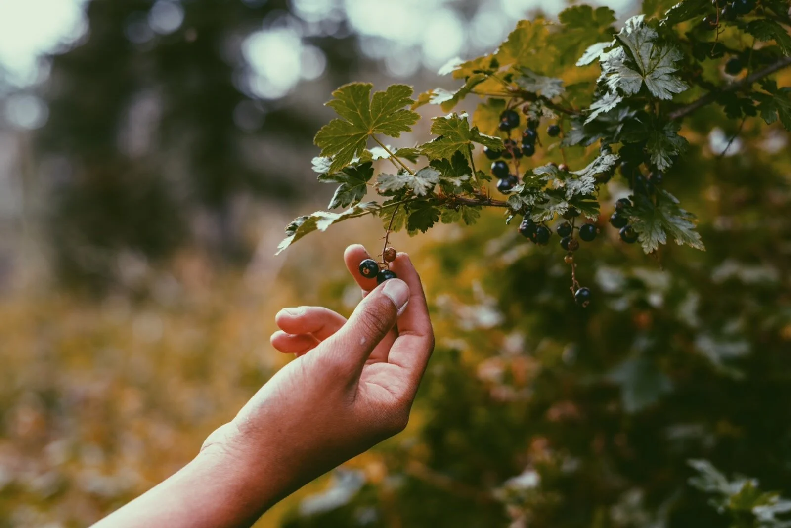 4 BIPOC Foragers You Should Know