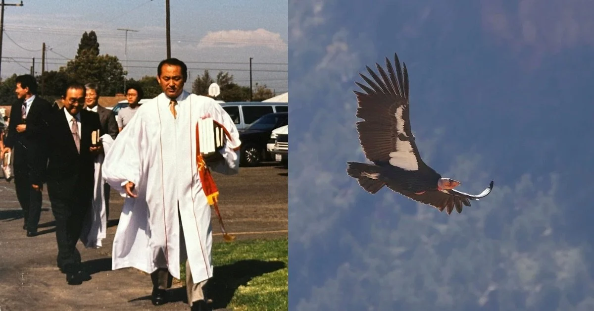 The Flight of the Condor