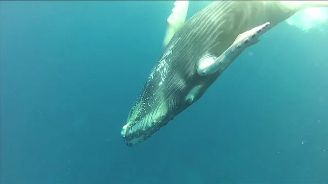 Fisheries, Aquaculture and Climate Change: A New Jersey Perspective