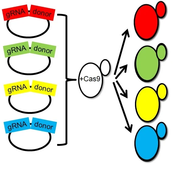Guide+Donor Our team has developed a strategy to generate thousands of yeast mutants, each with a defined genetic alteration (point mutation, deletion, or insertion) in a single reaction. We have also created a pipeline for simultaneously tracking the fitness of all of the resulting mutants en masse . We are applying our technology to gain insights into the coding and non-coding portions of the genome, optimize metabolic pathways and better understand how point mutations influence protein structure and function.