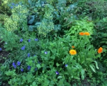 IMG_0359.jpeg