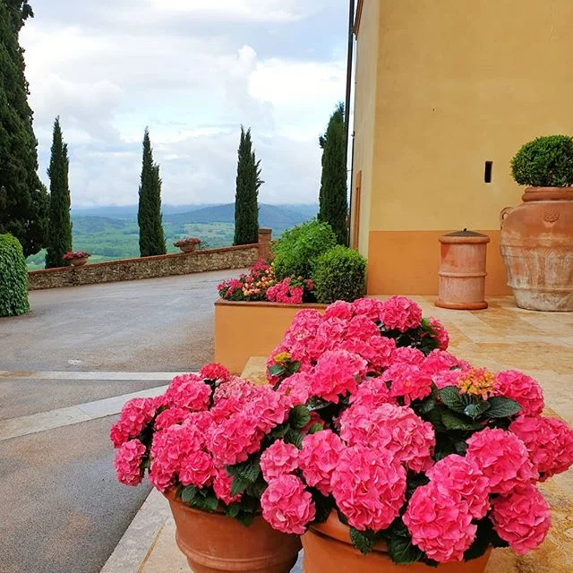 Hydrangea alert, love them. The plants around the villa are thriving. #tuscany #italy #villa #conference #incentive