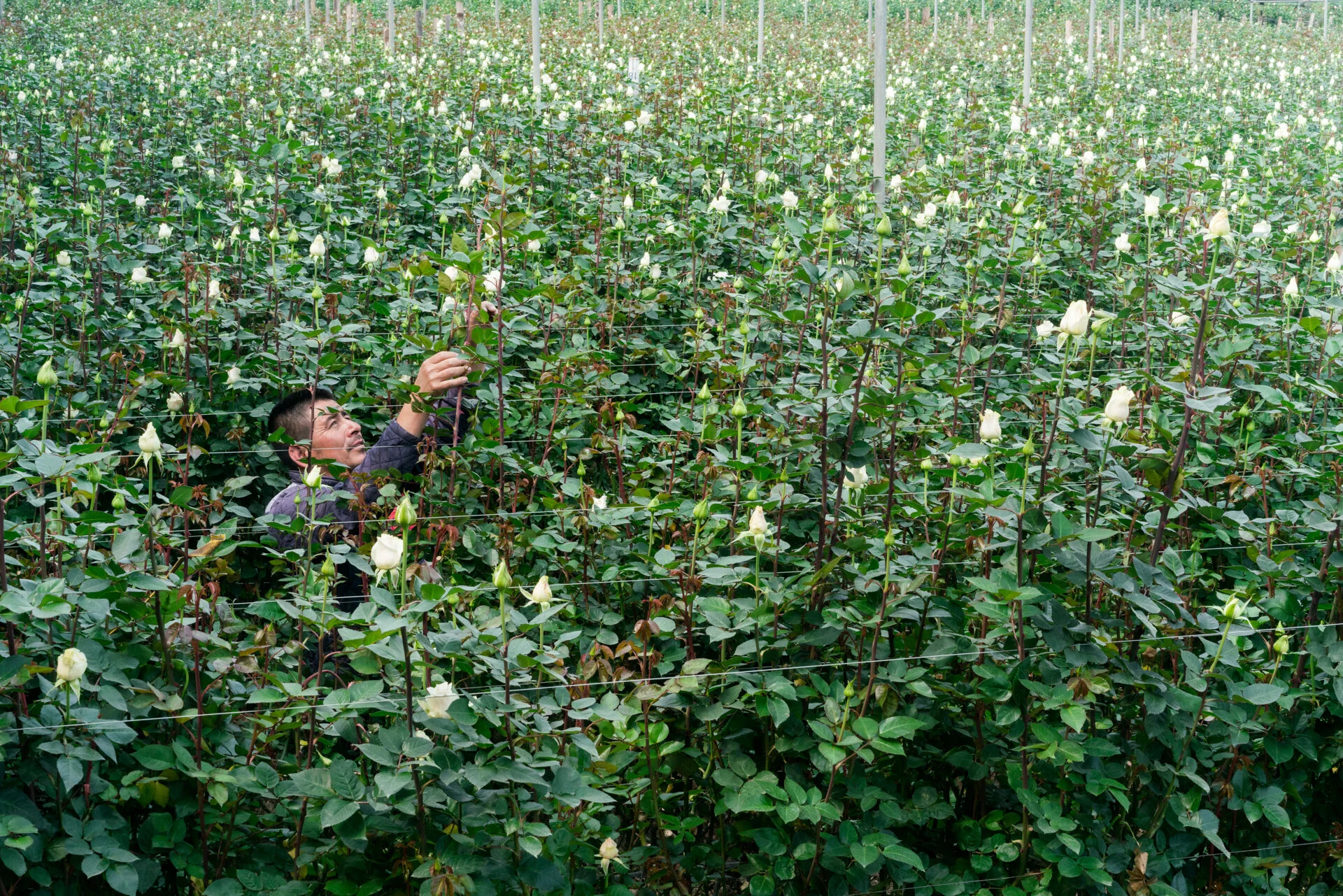 01_MishaVallejo_RosesForBloomberg.jpg