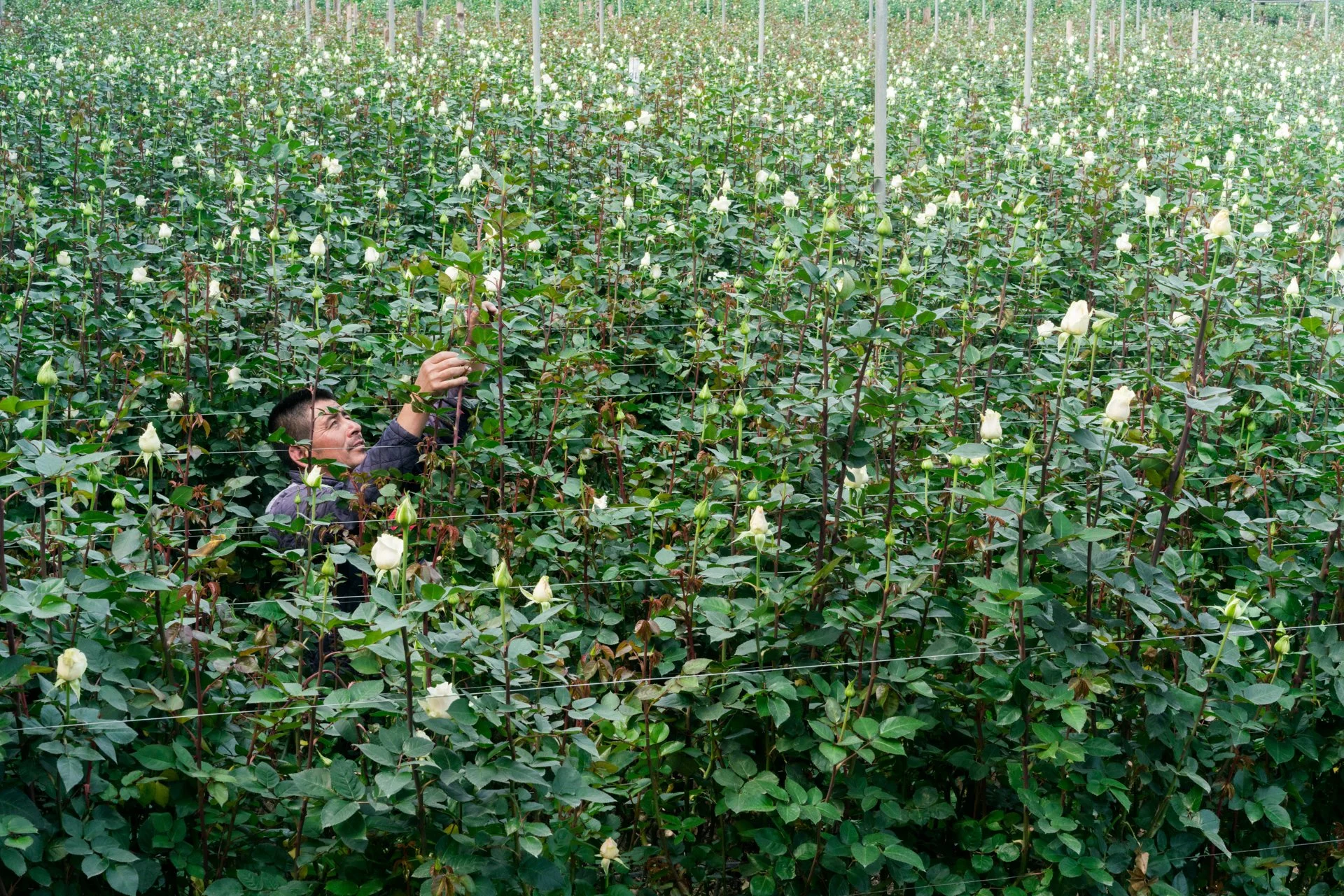18_01_MishaVallejo_RosesForBloomberg.JPG